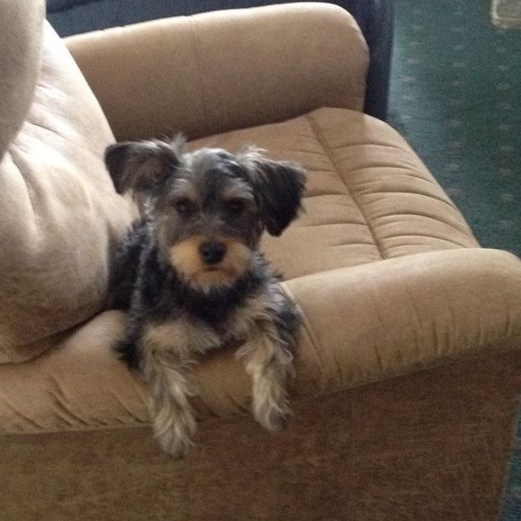 Meet your Posher, Jerry - Picture 1 of 1